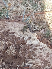 Podarcis muralis