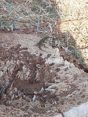 Podarcis muralis
