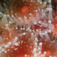 Corynactis californica