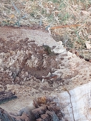 Podarcis muralis