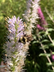 Bombus flavidus flavidus