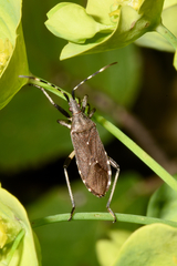 Dicranocephalus medius