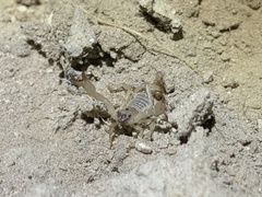 Anuroctonus phaiodactylus