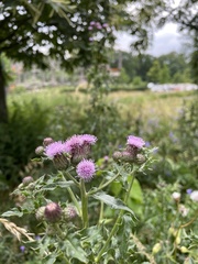 Cirsium arvense