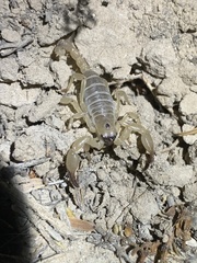 Anuroctonus phaiodactylus