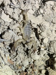 Anuroctonus phaiodactylus