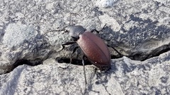 Carabus aeruginosus