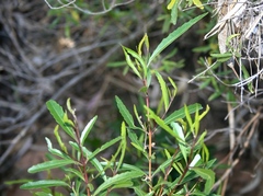 Nuxia oppositifolia