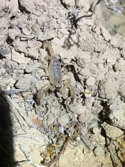 Anuroctonus phaiodactylus