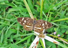 Anthanassa drusilla