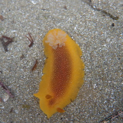 Doriopsilla
