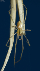 Enoplognatha molesta
