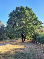Quercus robur