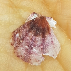 Flexopecten flexuosus