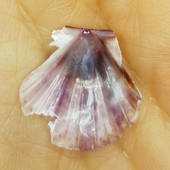 Flexopecten flexuosus