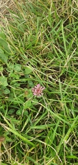 Trifolium pratense