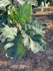 Quercus robur