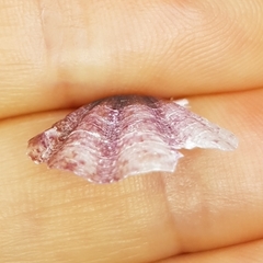 Flexopecten flexuosus