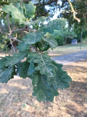 Quercus robur