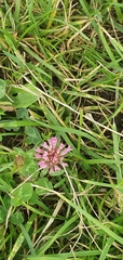 Trifolium pratense