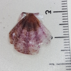 Flexopecten flexuosus