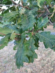 Quercus robur