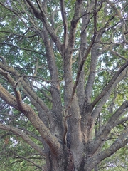 Quercus robur