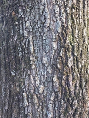 Quercus robur