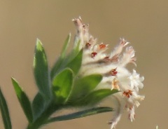 Lasiosiphon calocephalus