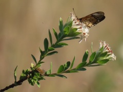 Lasiosiphon calocephalus