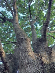 Quercus robur