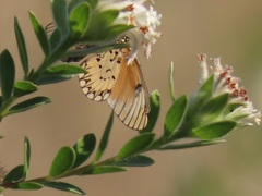 Lasiosiphon calocephalus