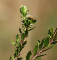 Lasiosiphon calocephalus