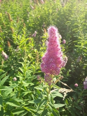 Spiraea salicifolia