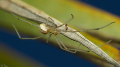 Enoplognatha molesta