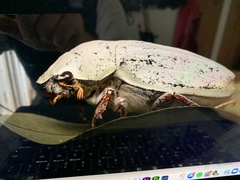 Cyphochilus apicalis