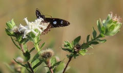 Lasiosiphon calocephalus