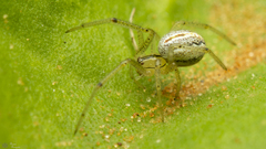 Enoplognatha molesta