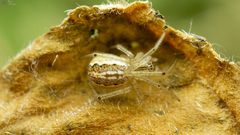 Enoplognatha molesta