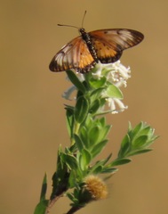 Lasiosiphon calocephalus