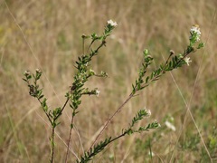 Lasiosiphon calocephalus