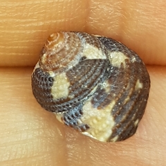 Clanculus cruciatus
