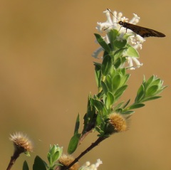 Lasiosiphon calocephalus