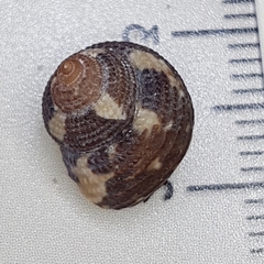 Clanculus cruciatus