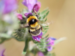 Bombus jonellus