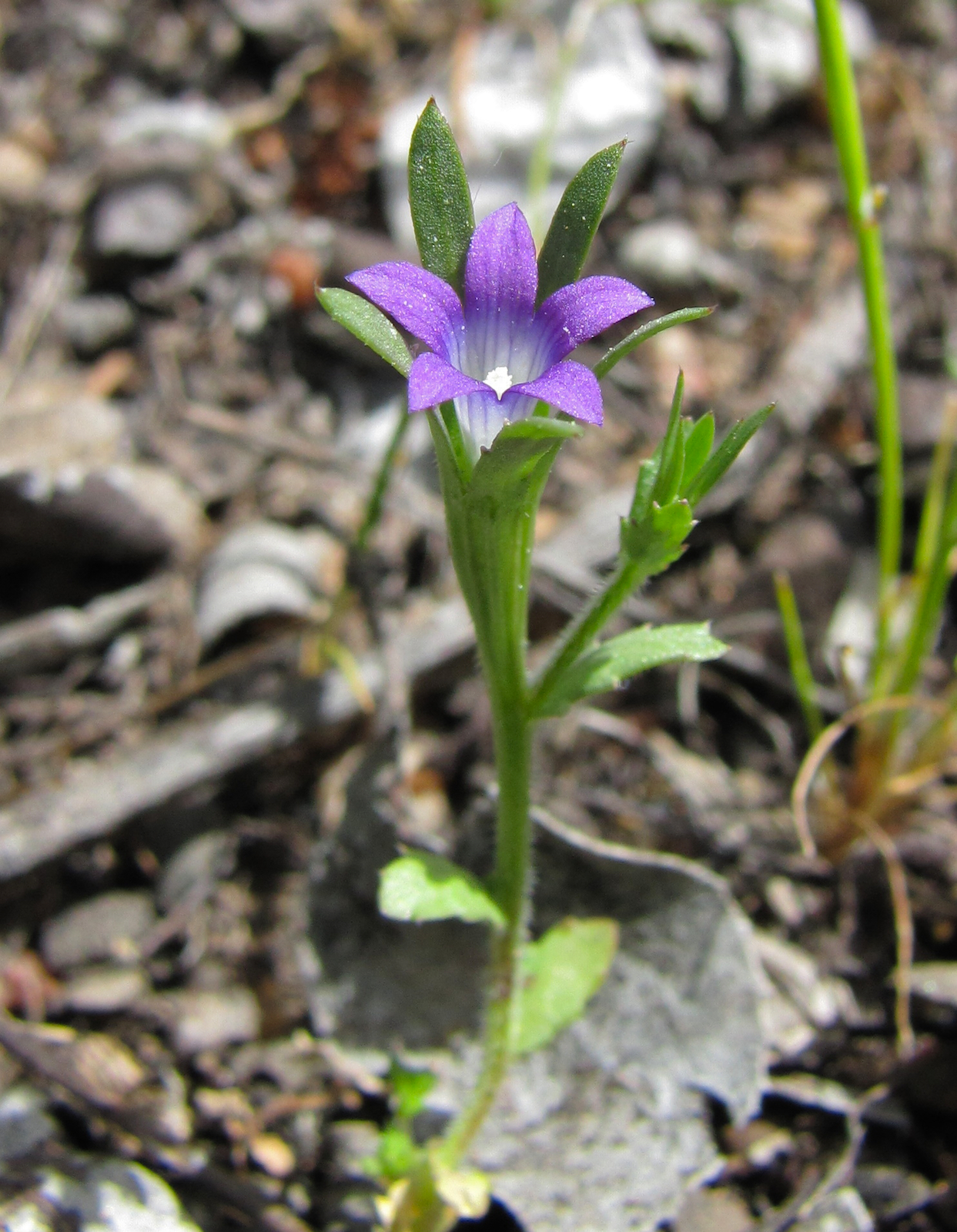 Githopsis