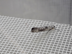 Yponomeuta irrorellus