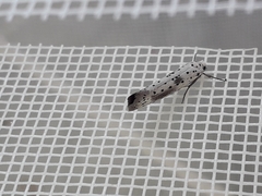 Yponomeuta irrorellus