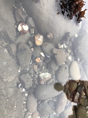 Oligocottus maculosus