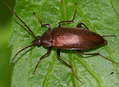 Capnochroa fuliginosa